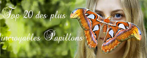 TOP 20 des plus beaux papillons du Monde - Rêve de Papillon