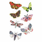 Tatouage éphémère papillon de nuit - Rêve de Papillon